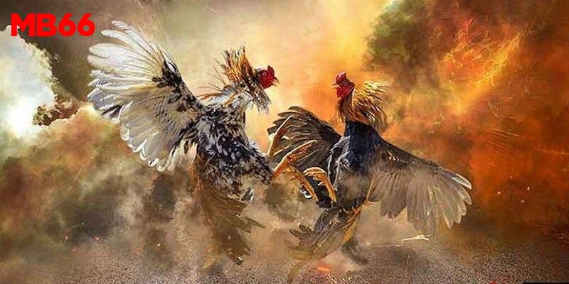Biểu đồ thống kê tỷ lệ cược theo từng thể loại đá gà tại MB66
