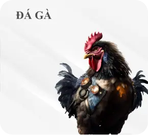 đá gà MB66